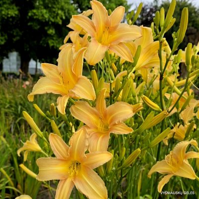Daylily 'Late Summer Fling' (2)