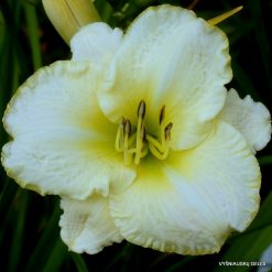 Daylily 'Lime Frost'