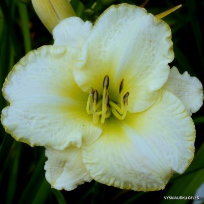 Daylily ‘Lime Frost’