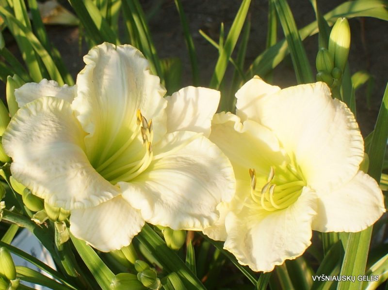 Daylily 'Lime Frost' (2)