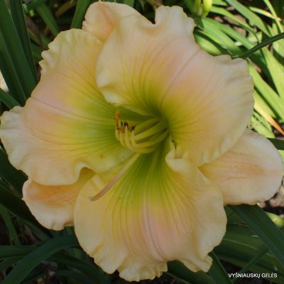 Daylily ‘Our Friend Sally’