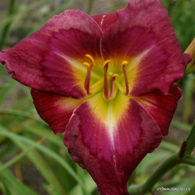 Daylily 'Paradise Bar and Grill'