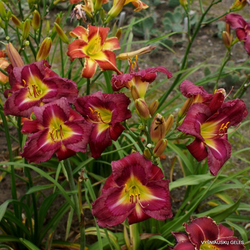 Daylily 'Paradise Bar and Grill' (2)
