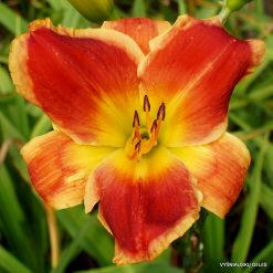 Daylily 'Passion‘s Promise'