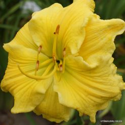 Daylily 'Planet Claire'