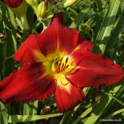 Daylily 'Red Adventure'