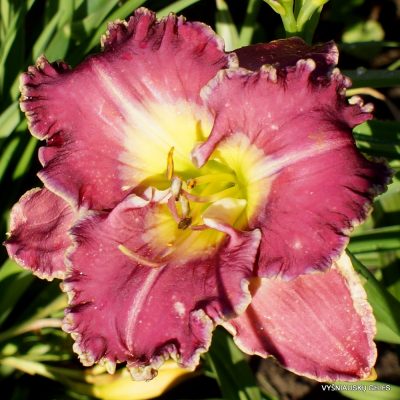 Daylily 'Ring The Bells of Heaven'
