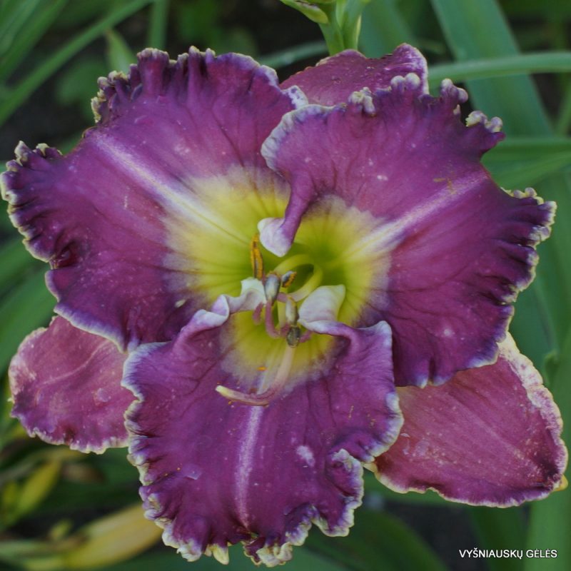 Daylily 'Ring The Bells of Heaven' (2)