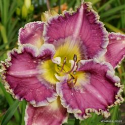 Daylily 'Ring The Bells of Heaven'