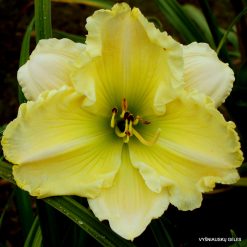 Daylily 'Russell Henry Taft'