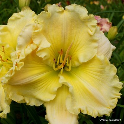 Daylily ‘Russell Henry Taft’