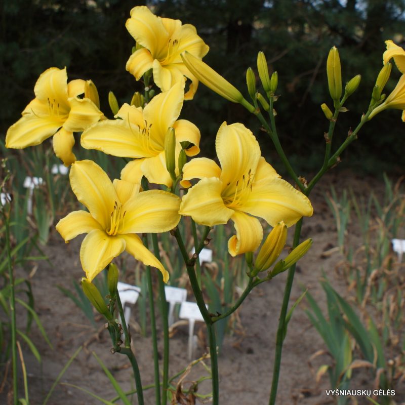 Daylily 'Sears Tower' (2)