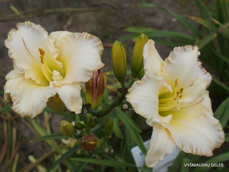 Daylily 'She Talks To Angels' (3)
