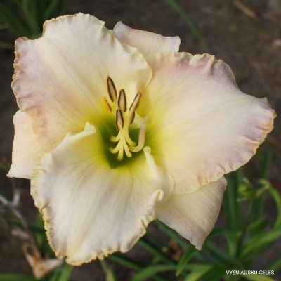Daylily 'She Talks To Angels'