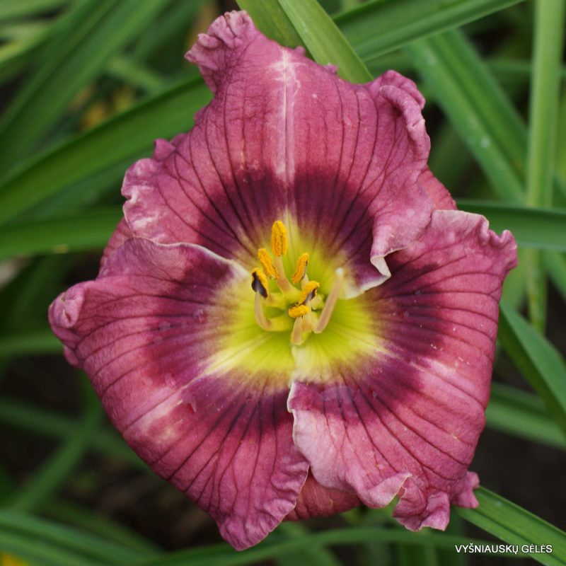 Daylily 'Sister Mary' (2)