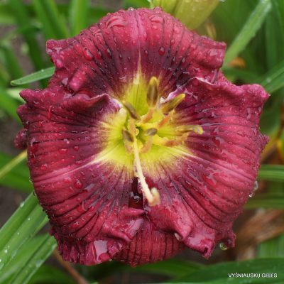 Daylily 'Sister Mary'