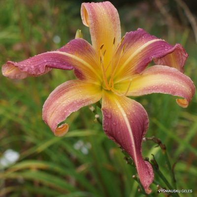Daylily 'The Sky is Falling' (2)
