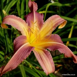 Daylily 'The Sky is Falling'