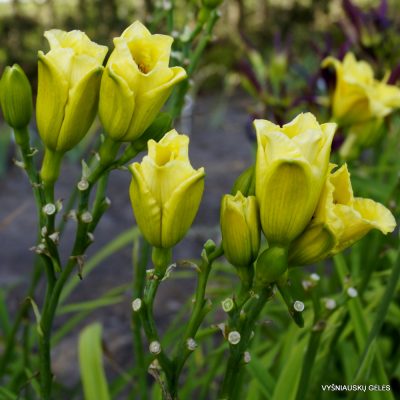 Daylily Tom Collins (2)
