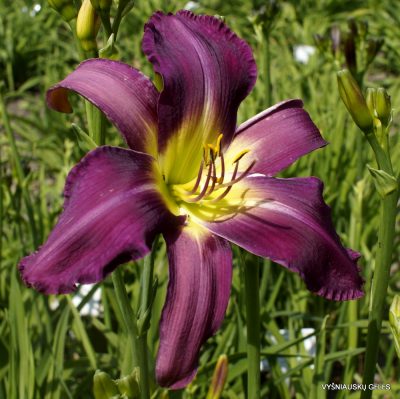 Daylily 'Torpedo Fish' (2)