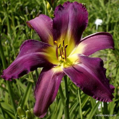 Daylily 'Torpedo Fish'