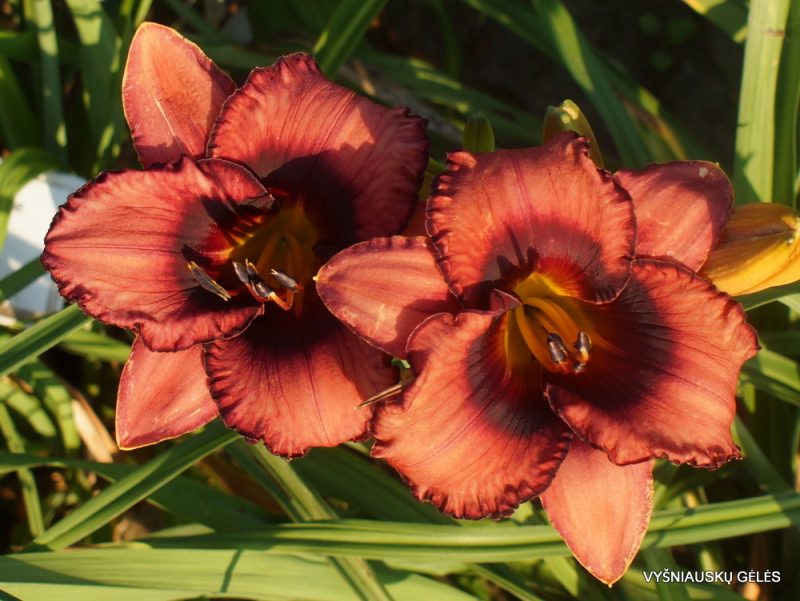 Daylily 'Tricked Out' (3)