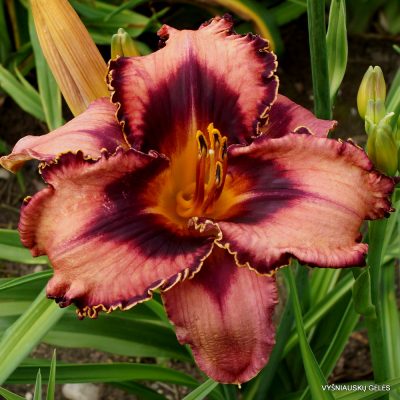Daylily ‘Tricked Out’