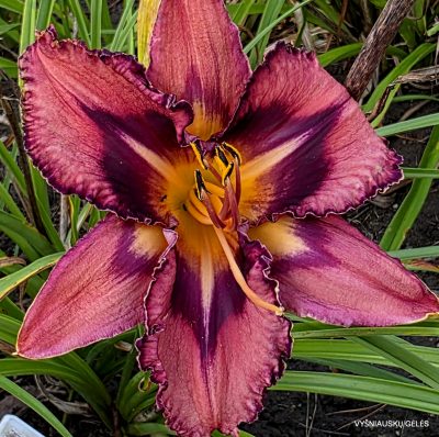 Daylily ‘Tricked Out’