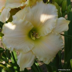 Daylily 'White Rose Memorial'