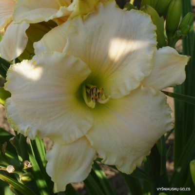 Daylily ‘White Rose Memorial’