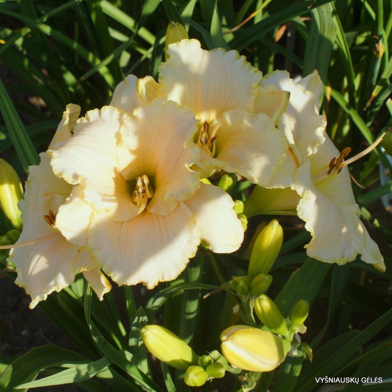 Daylily 'White Rose Memorial' (2)