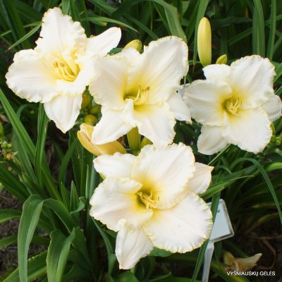 Daylily 'White Rose Memorial' (3)