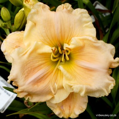 'Mount Herman Grace'
