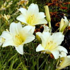 daylily 'Paean For Jocelyn'