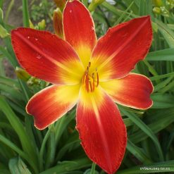 Daylily-All-American-Chief-1
