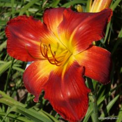 Daylily-All-American-Chief-3