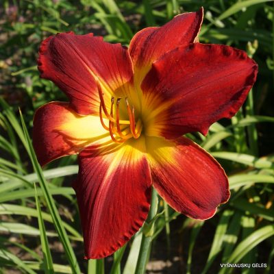 Daylily-All-American-Chief-4