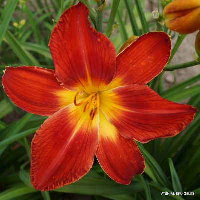 Daylily-All-American-Chief