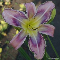 Daylily-Entwined-in-the-Vine