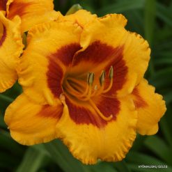 Daylily-Fooled-Me