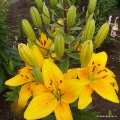 Lily 'Geltonoji Pilaitė'