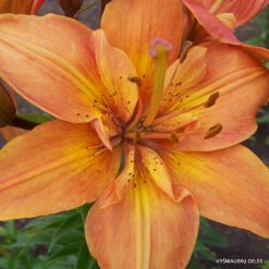 Lily 'Sukutis'
