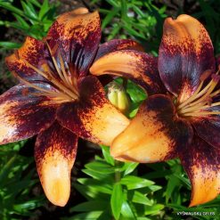 Lily 'Supertango'