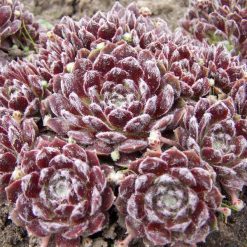 Sempervivum arachnoideum ‘Rubrum‘
