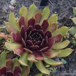 Sempervivum ‘Firlefanz’