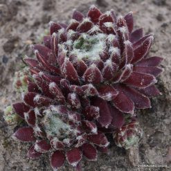 Sempervivum ‘Noelie’