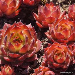Sempervivum ‘Orange Glow’