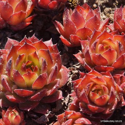 Sempervivum ‘Orange Glow’