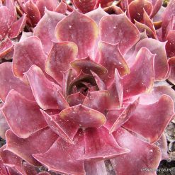 Sempervivum ‘Super-2′