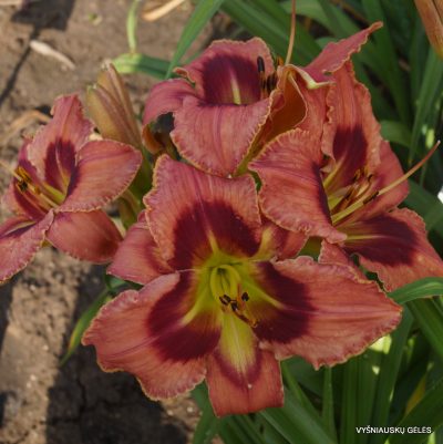 daylily-Carnival-in-Mexico